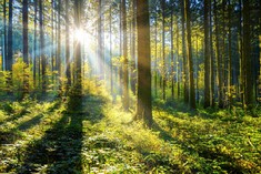 Investir dans la filière bois et la forêt